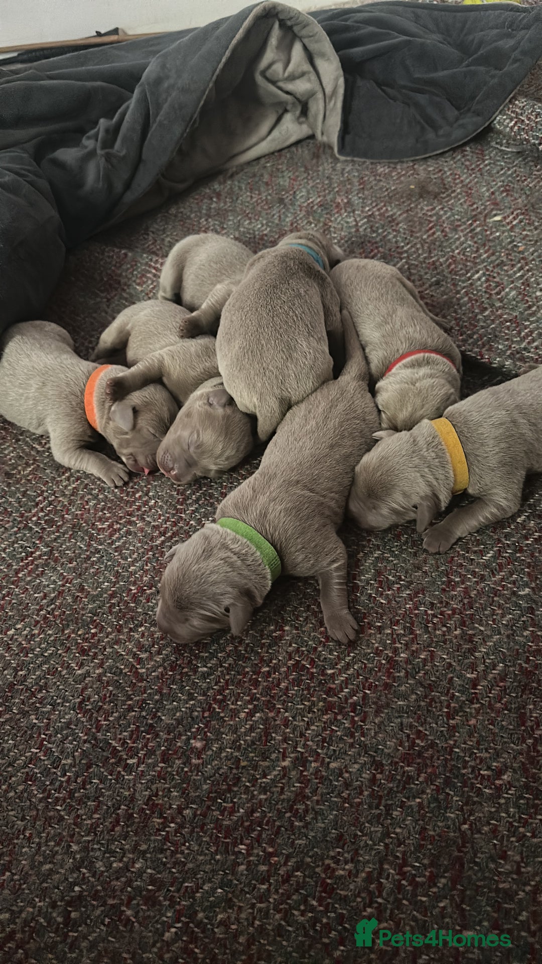 Labrador Retriever dogs for sale: 5 silver Labrador boys, Hackney - Image 8