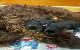 Mixed Breed dogs for sale: Gorgeous jackapoo puppies boy and girl  - Image 1