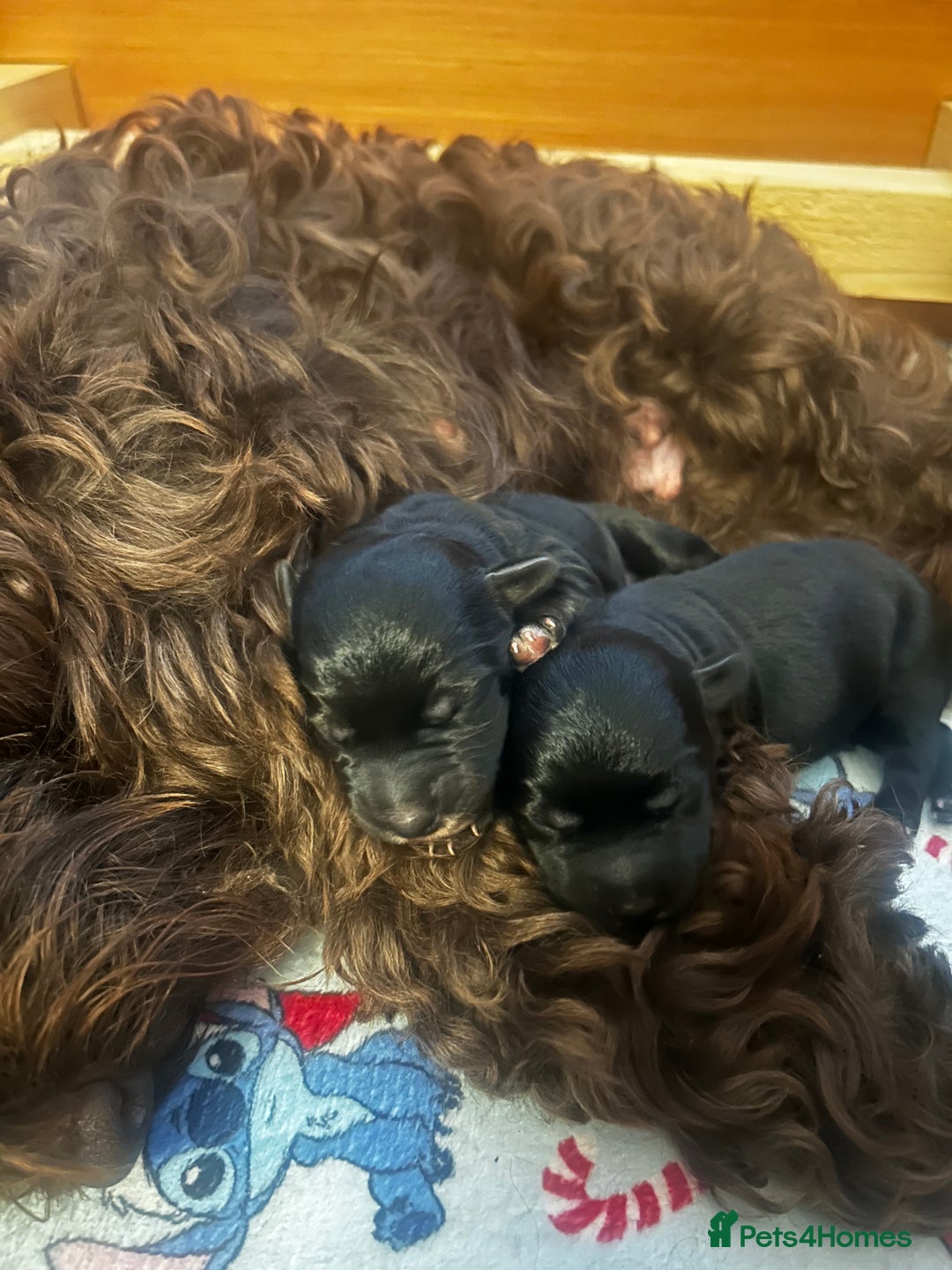 Mixed Breed dogs for sale: Gorgeous jackapoo puppies boy and girl  - Image 1