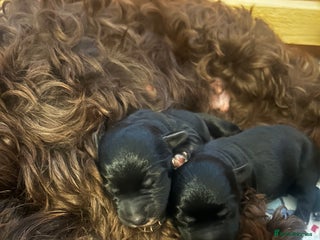 Mixed Breed dogs - Advert 7