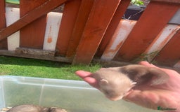 Ferret rodents for sale: Micro and small ferrets - Image 5