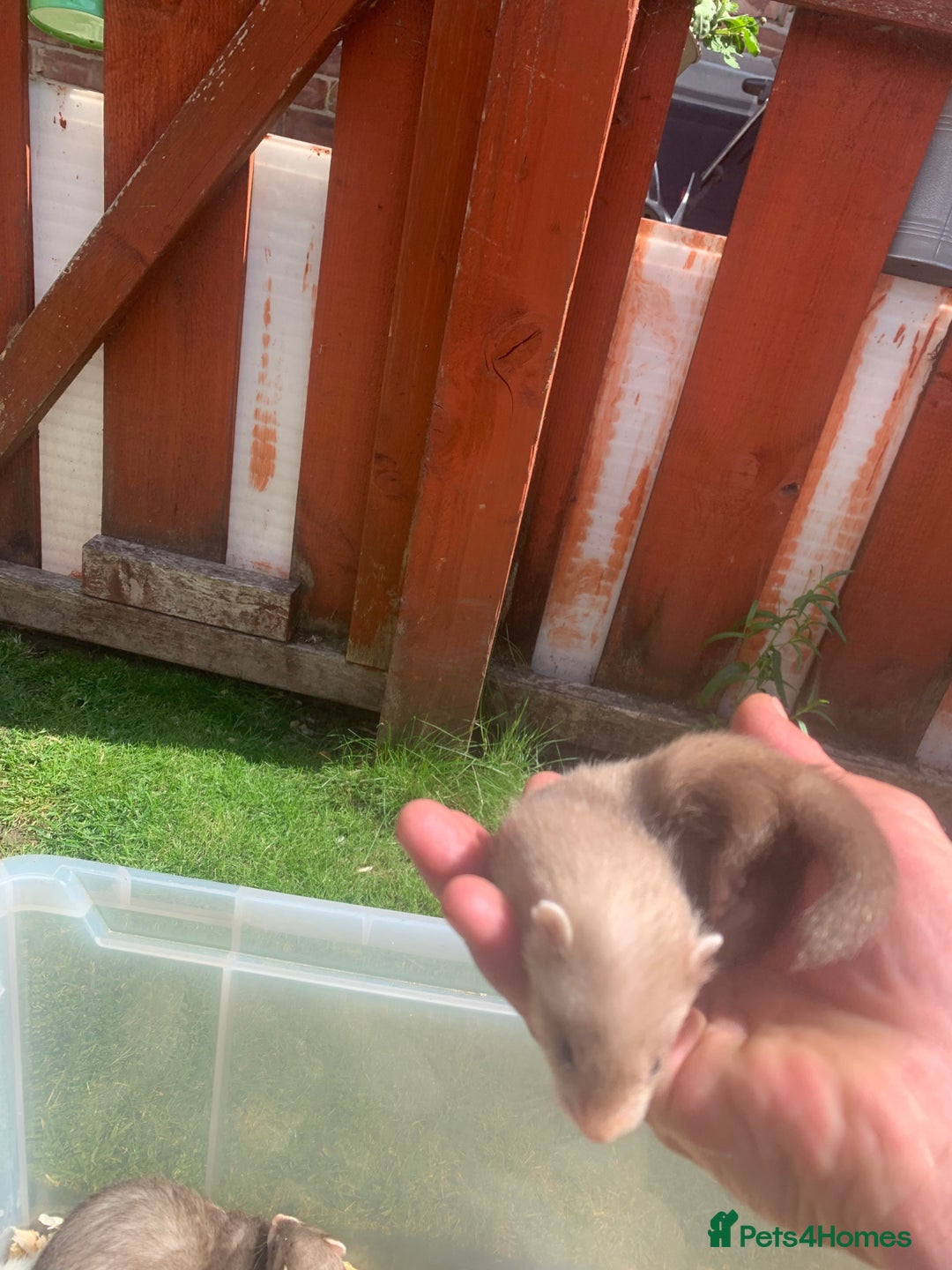 Ferret rodents for sale: Micro and small ferrets - Image 5