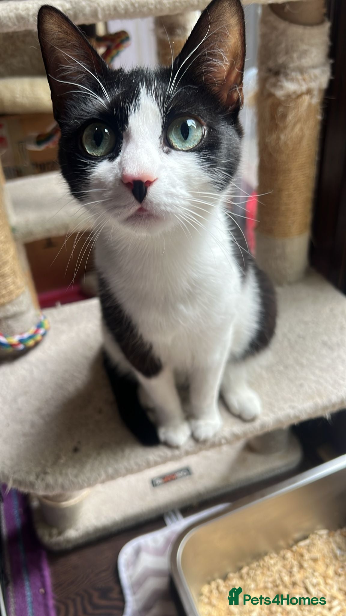 Mixed Breed cats Beautiful young female rescue cat - Bouncy - Advert 4