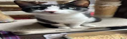 Mixed Breed cats for adoption: Beautiful young female rescue cat - Bouncy - Advert 1