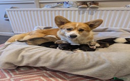 Welsh Corgi Pembroke dogs for sale: 9 Stunning Corgis  - Image 1