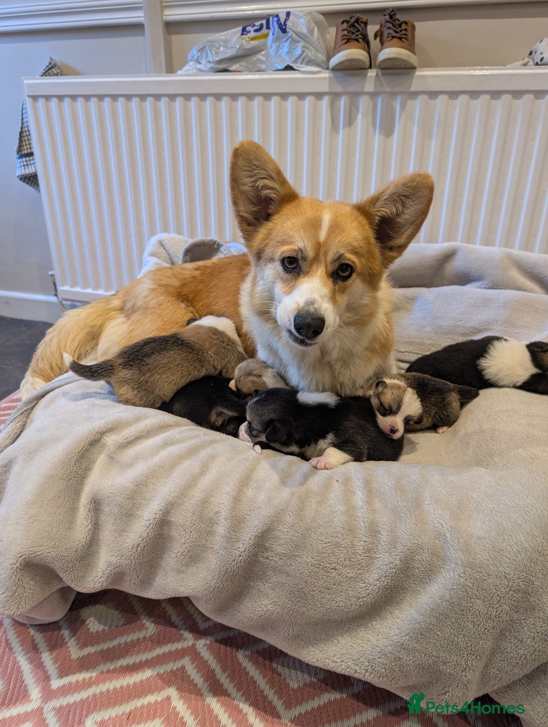 Welsh Corgi Pembroke dogs for sale: 9 Stunning Corgis  - Image 1