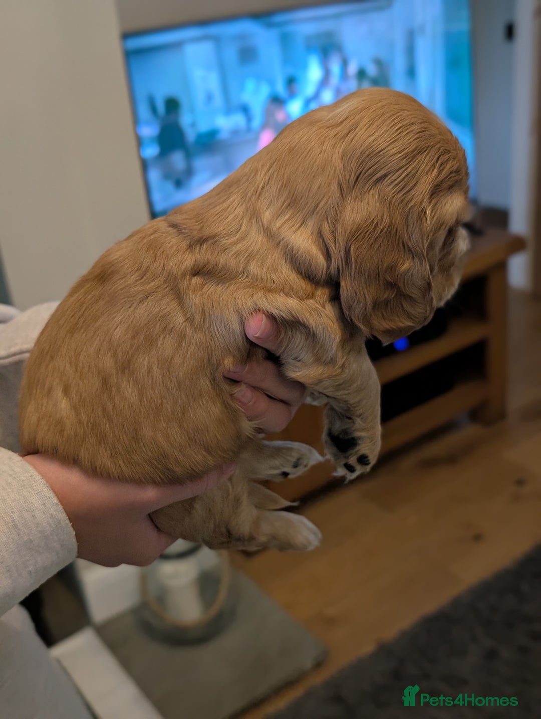 Cocker Spaniel dogs for sale: Quality Bred Show Type Cocker Spaniel Puppies - Image 8