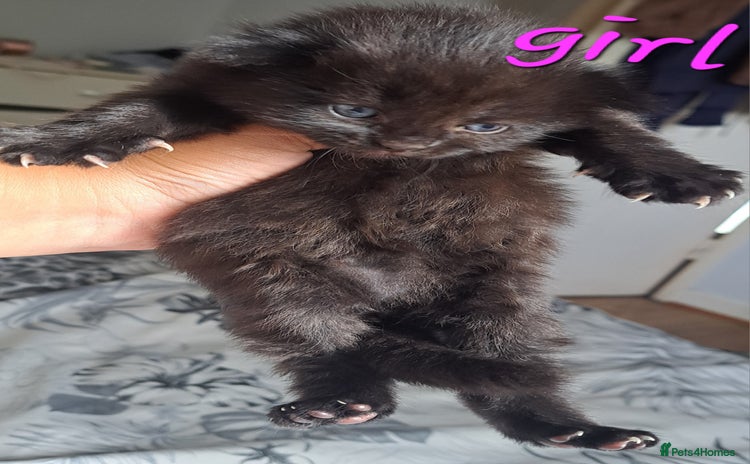 Mixed Breed cats - Advert 15