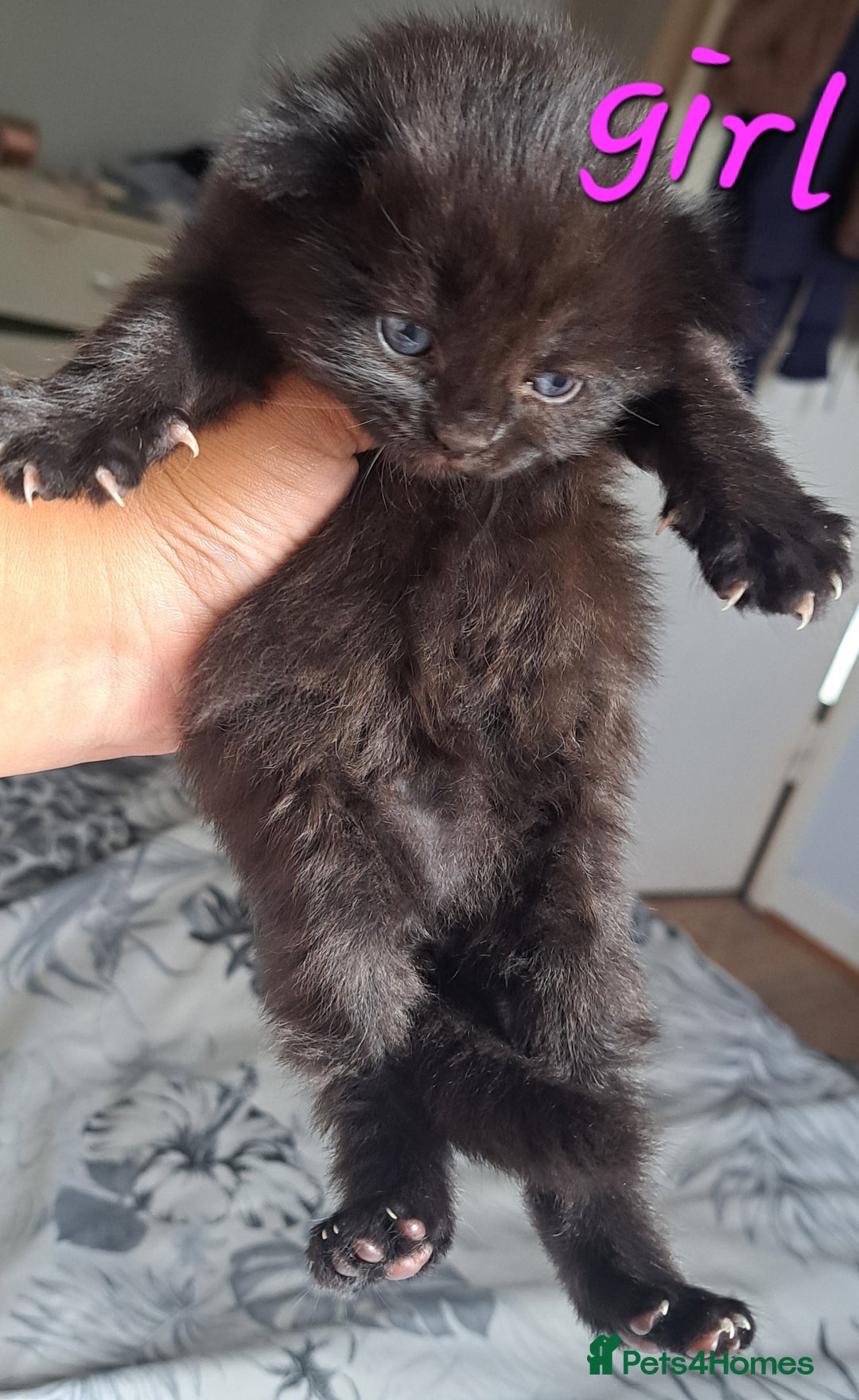 Mixed Breed cats for sale: Kittens DOB 1/8/25 - Image 1