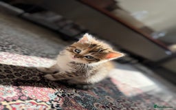Persian cats for sale: mixed persian & bombay kittens  in Maidstone - Image 14