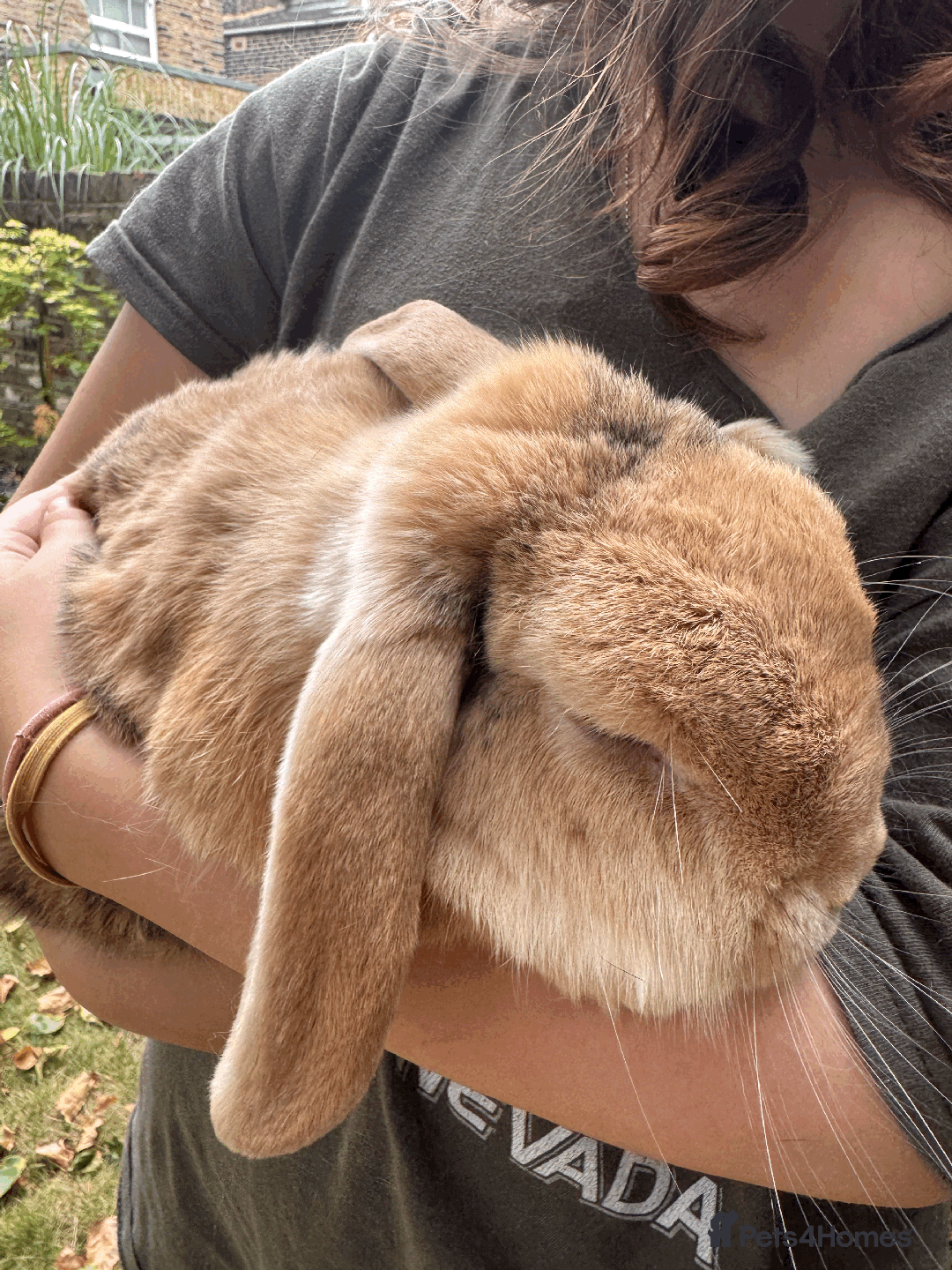 Mini Lop rabbits for sale: Bonded pair mini lop rabbits - Image 4