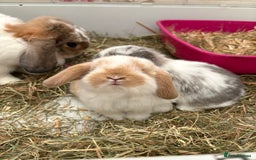 Mini Lop rabbits for sale: Indoor raised Mini lops and lion lops ~vaccinated  - Image 12