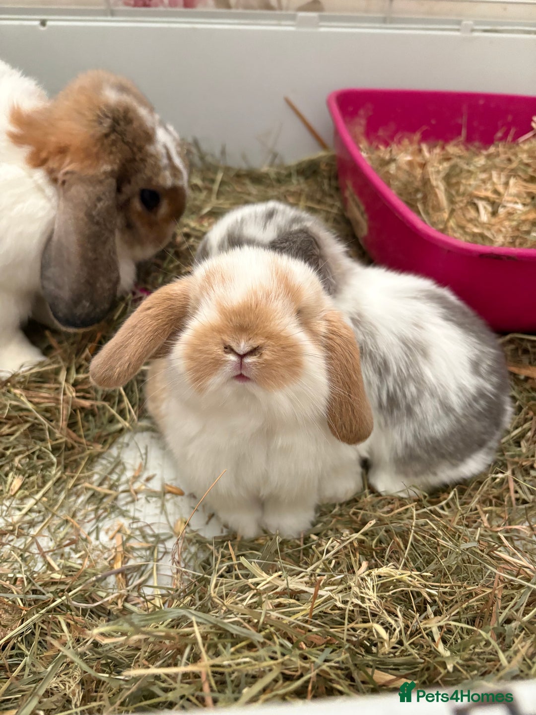 Mini Lop rabbits for sale: Indoor raised Mini lops and lion lops ~vaccinated  - Image 12