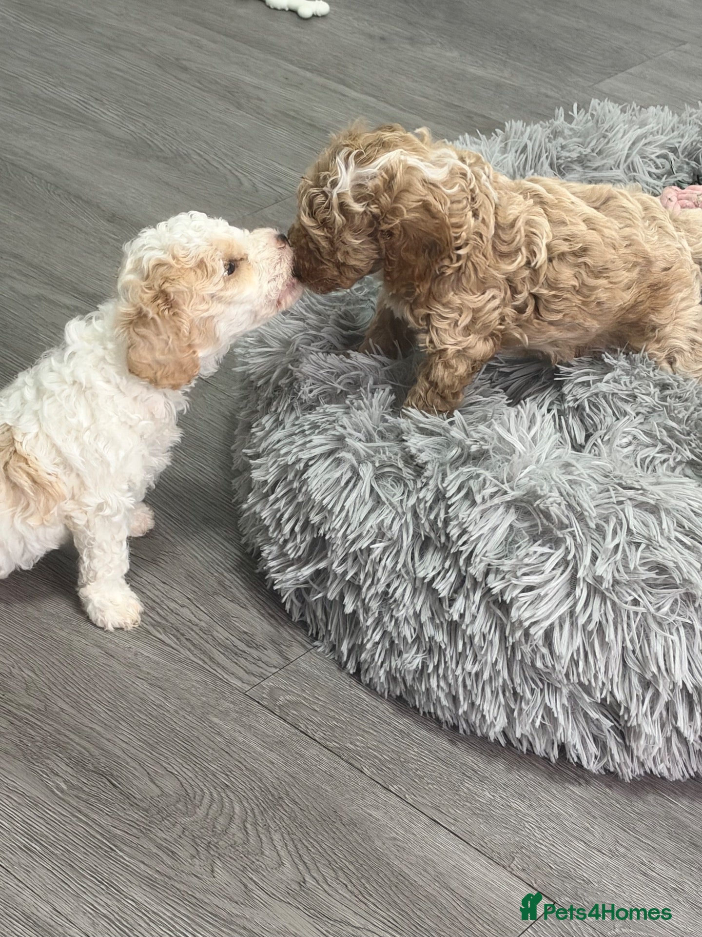 Cavapoo dogs Stunning cavapoo puppies  - Advert 1