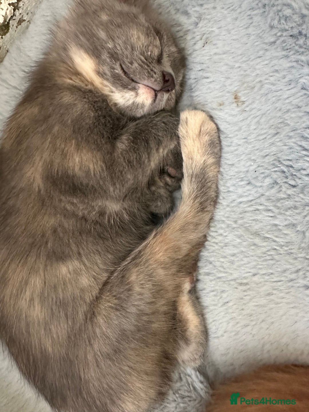 Ragdoll cats for sale: 6 beautiful well loved kittens. 2 girls remaining - Image 12