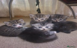 Scottish Fold cats for sale: Adorable kuttens❤ - Advert 6