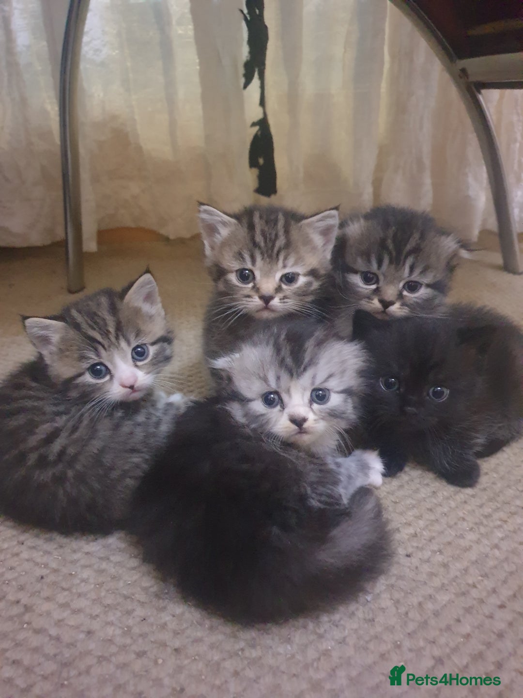 Scottish Fold cats for sale: Adorable kuttens❤ - Advert 6