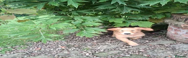 Golden Retriever 2
