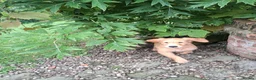 Golden Retriever dogs for sale: Golden retriever 2 GIRLS LEFT - Advert 2