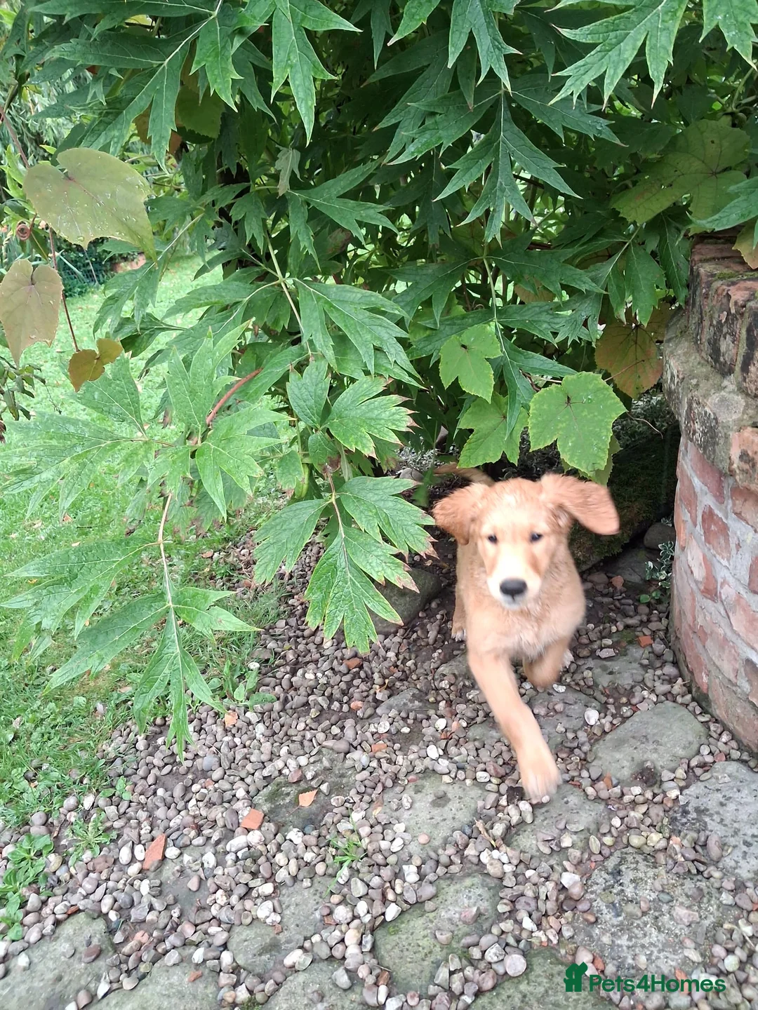 Golden Retriever dogs for sale: Golden retriever 2 GIRLS LEFT - Advert 2