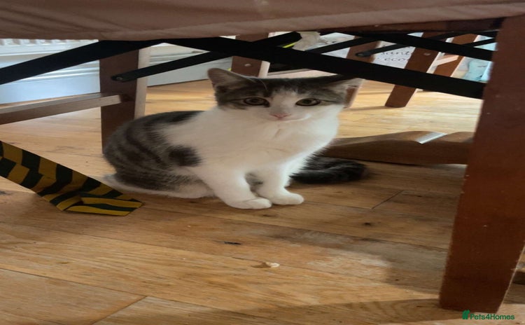Domestic Shorthair cats - Advert 1