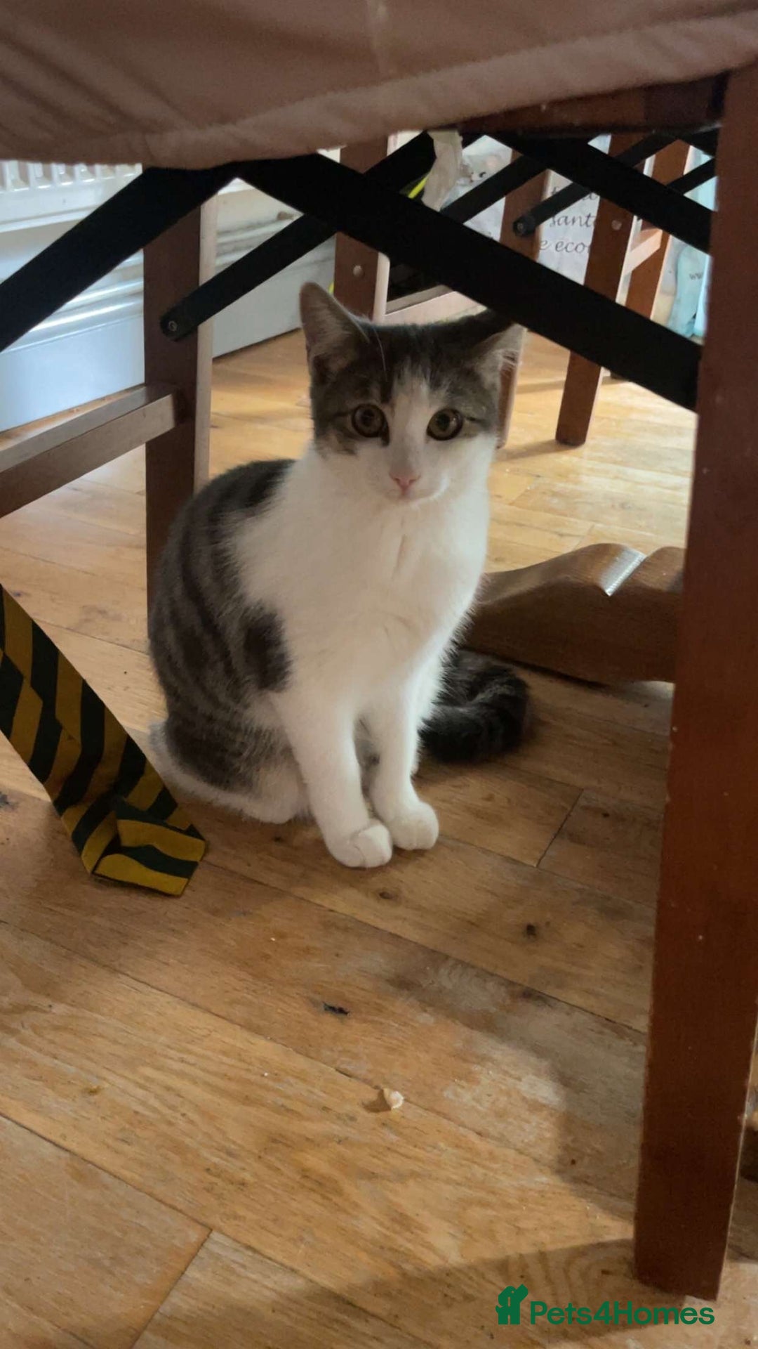 Domestic Shorthair cats for sale: Litter of cats/kittens FREE - Image 1
