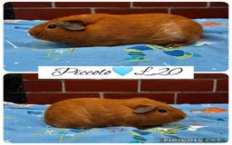 Guinea Pig rodents for sale: Guinea pig boars  - Image 20