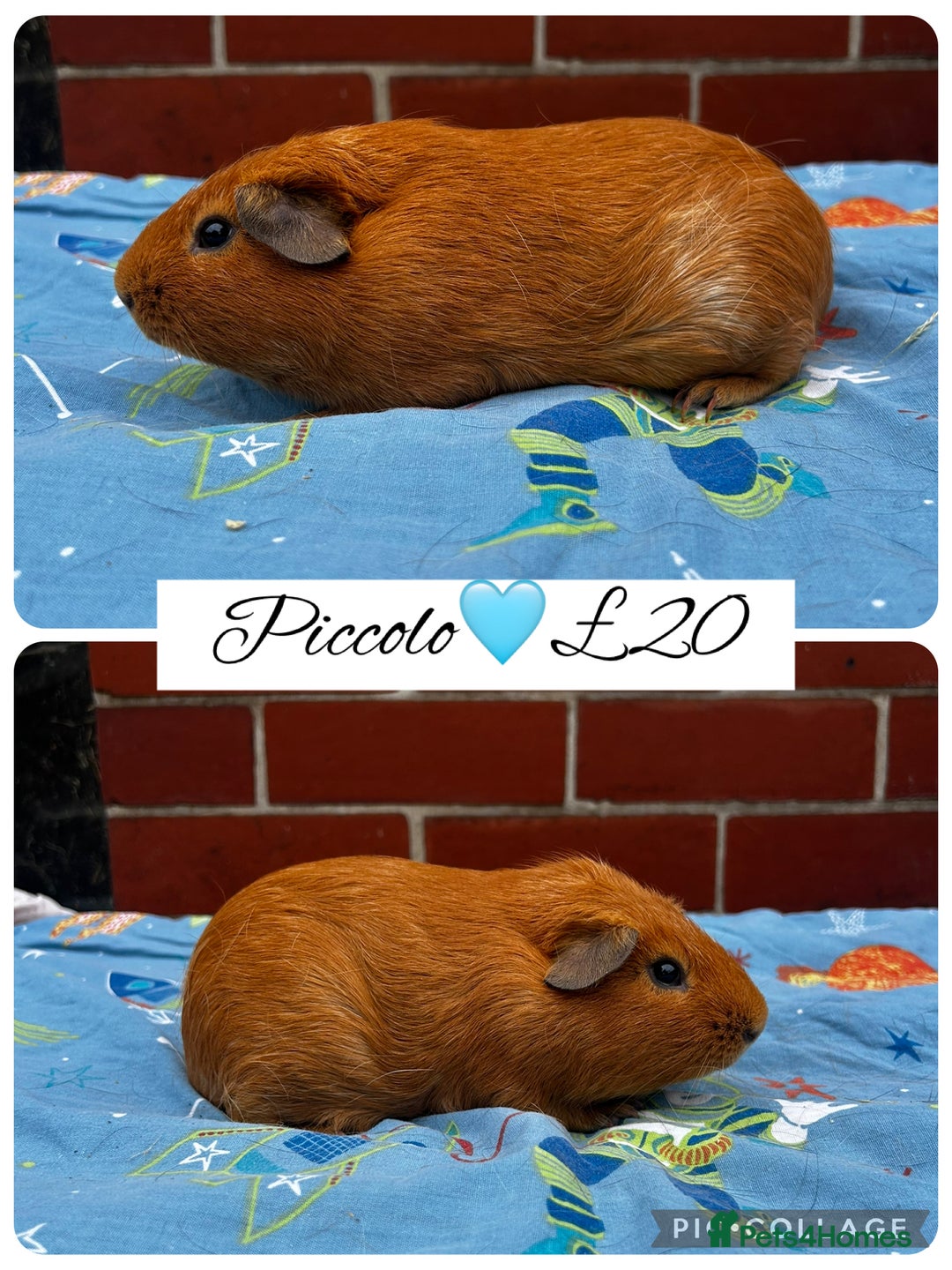 Guinea Pig rodents for sale: Guinea pig boars  - Image 20