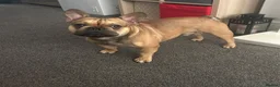 French Bulldog dogs for sale: Lovely Bailey  in Warrington - Advert 4