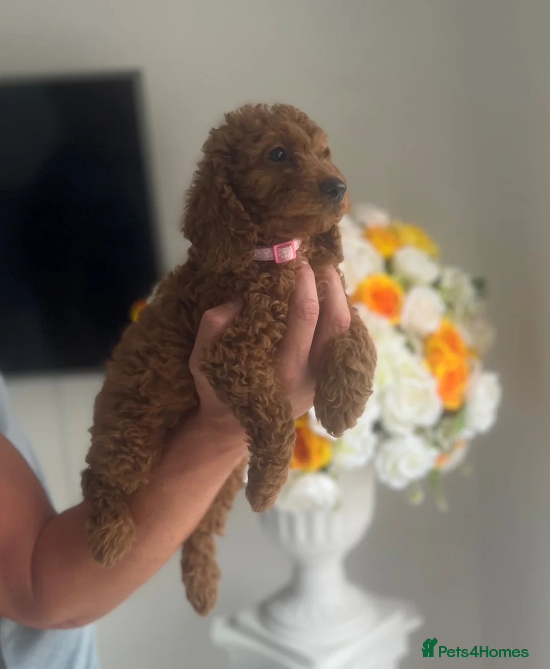 Cockapoo dogs for sale: 🐾 7 stunning F1B cockapoo pups 🐾 - Advert 8