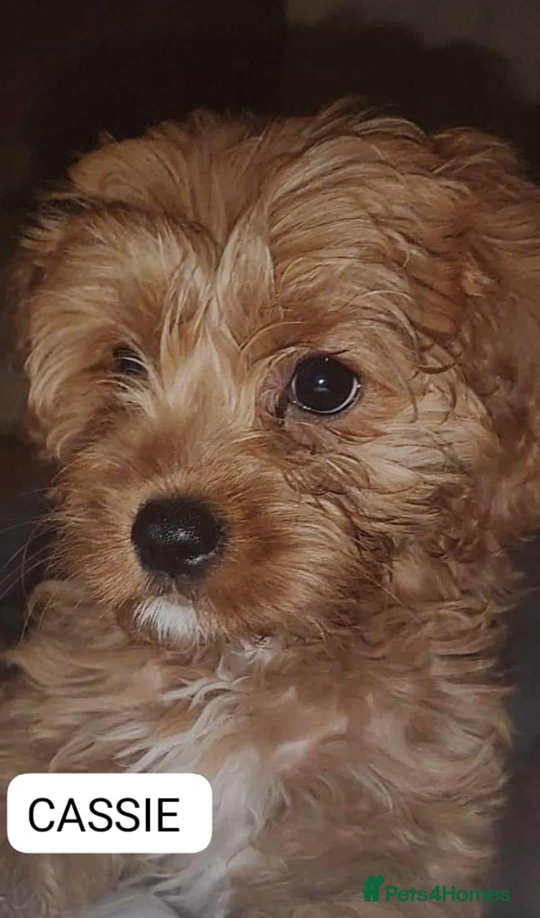 Cavapoo dogs for sale: Miniature Cavapoo Puppies – Home Reared !!! - Advert 19