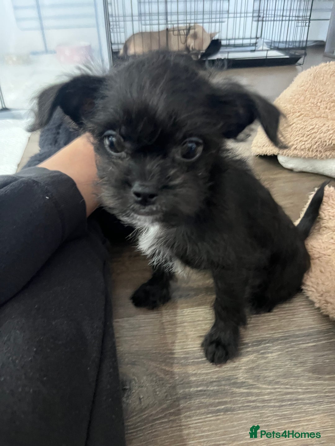 Mixed Breed dogs for sale: Shih Tzu / Chihuahua hybrids - Advert 13
