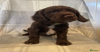 Cocker Spaniel dogs KC registered working cocker spaniels ready 23/11 - Advert 8