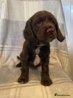 Cocker Spaniel dogs KC registered working cocker spaniels ready 23/11 - Advert 8
