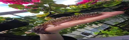 Leopard Gecko reptiles for sale: 2 female leopard geckos in Edinburgh - Advert 4
