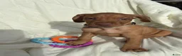 Hungarian Vizsla dogs for sale: 8 Five week old KC Reg Vizsla Puppies for sale - Advert 15