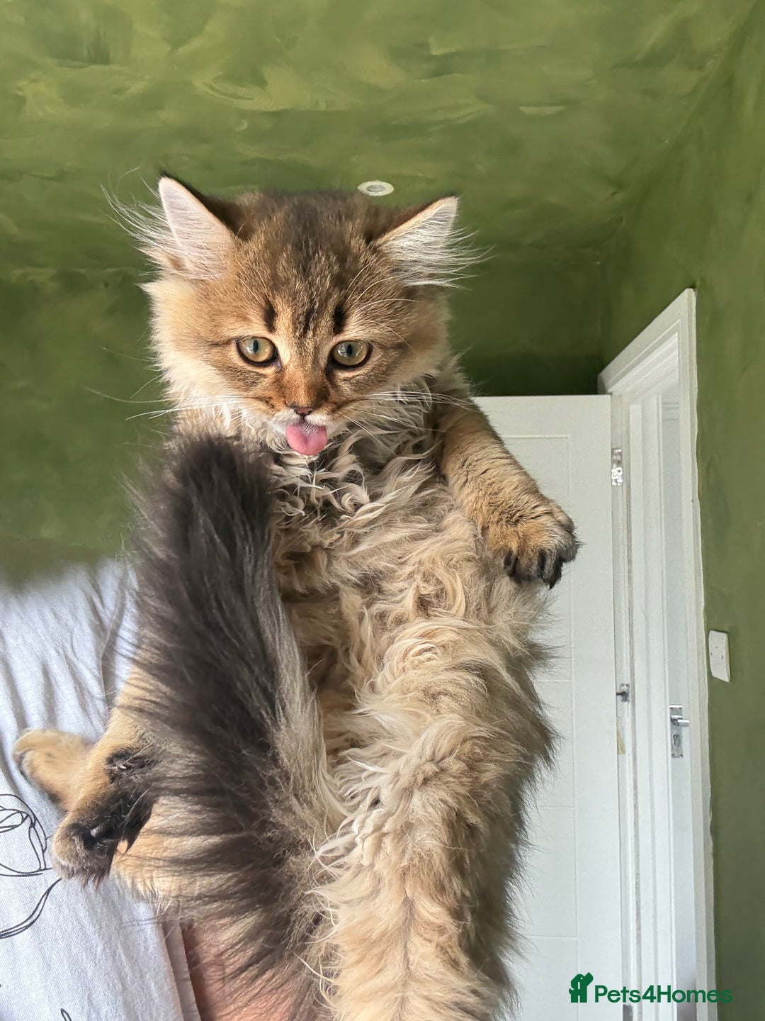 British Longhair cats for sale: Beautiful British Longhair Kittens  - Image 10