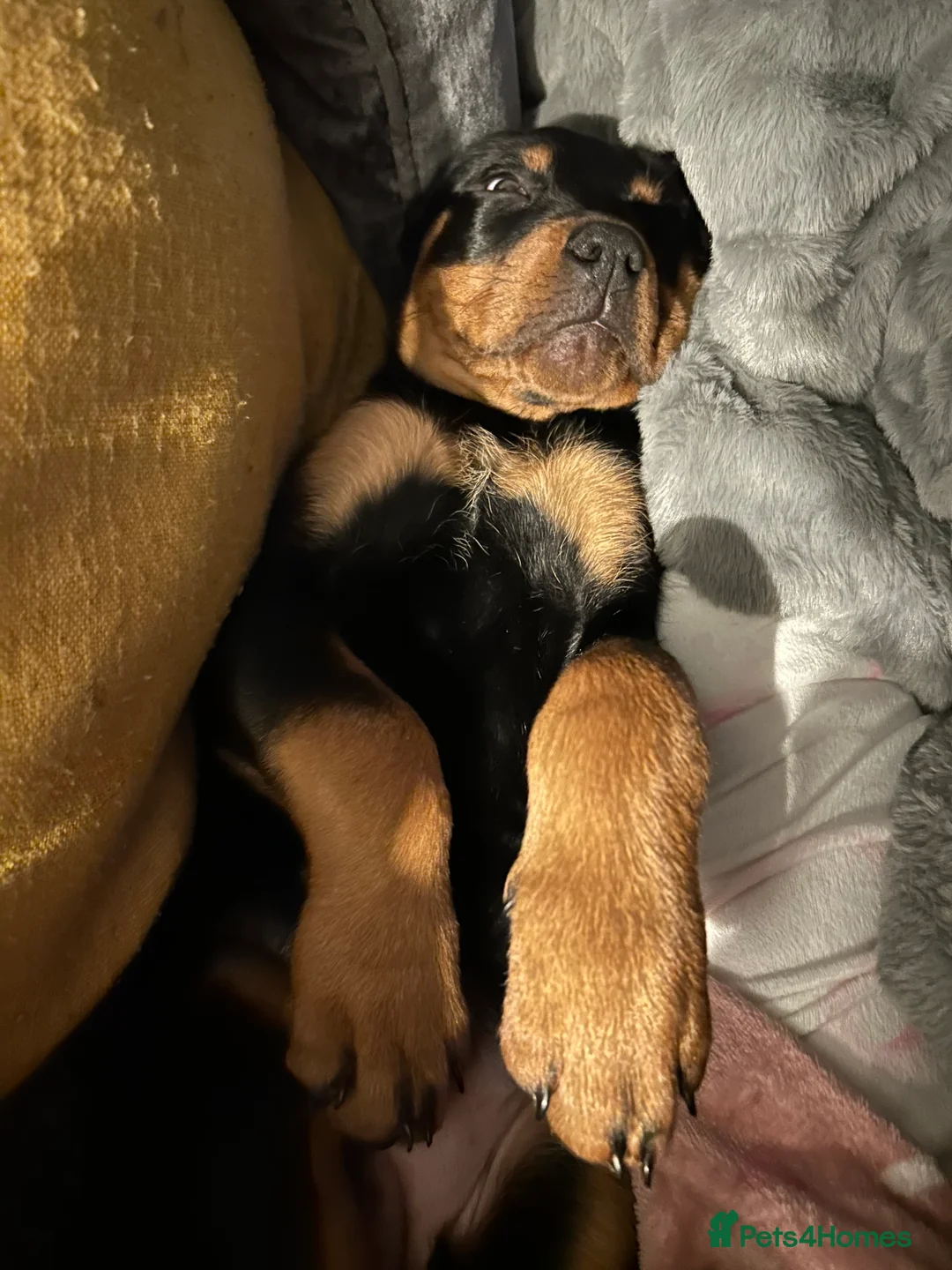 Rottweiler dogs for sale: 4 month old female puppy  - Advert 10