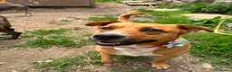 Mixed Breed dogs for adoption: Mum & Daughter Pair - Zelda & Freya in Brighton - Advert 2