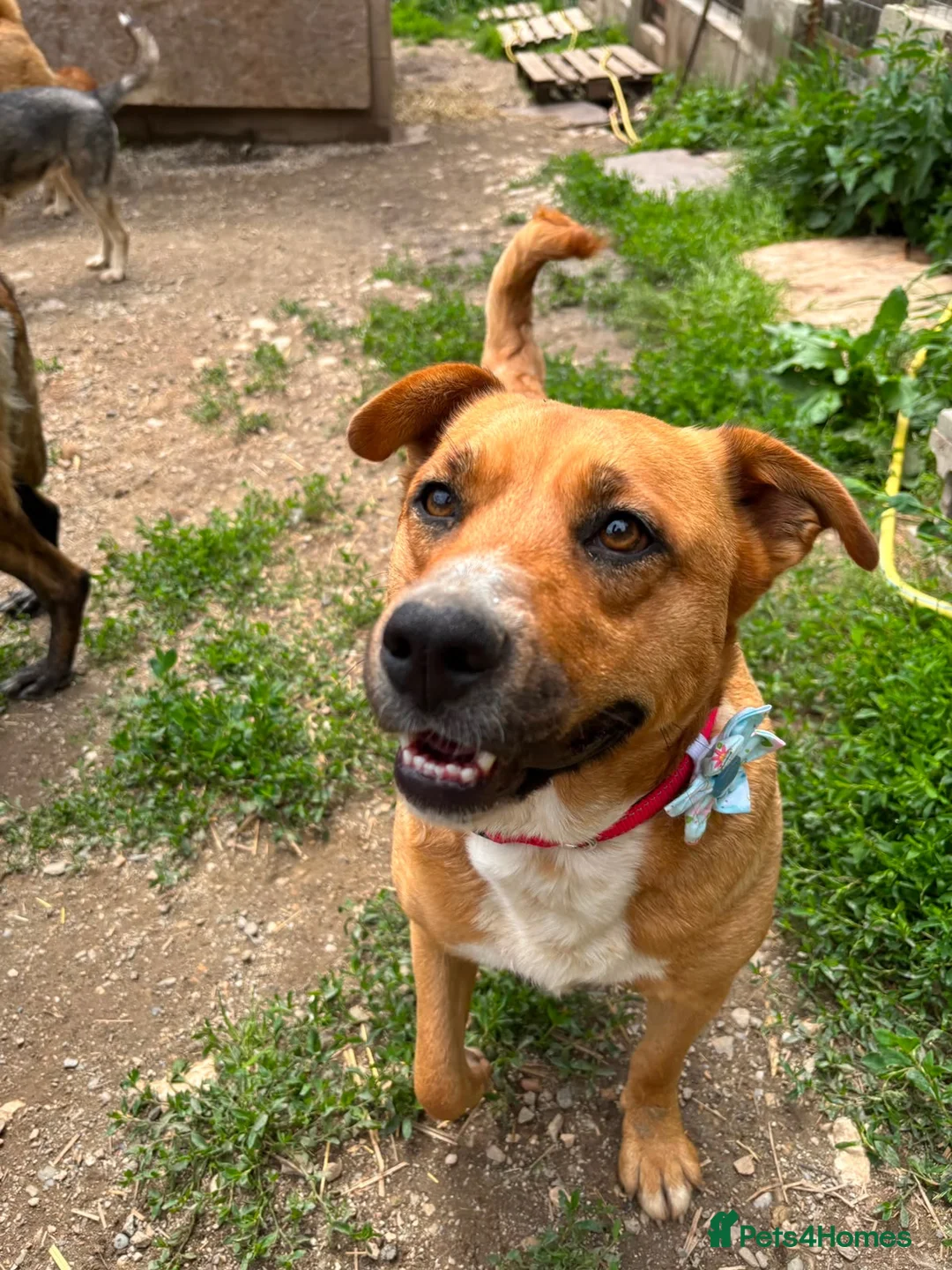 Mixed Breed dogs for adoption: Mum & Daughter Pair - Zelda & Freya in Brighton - Advert 2