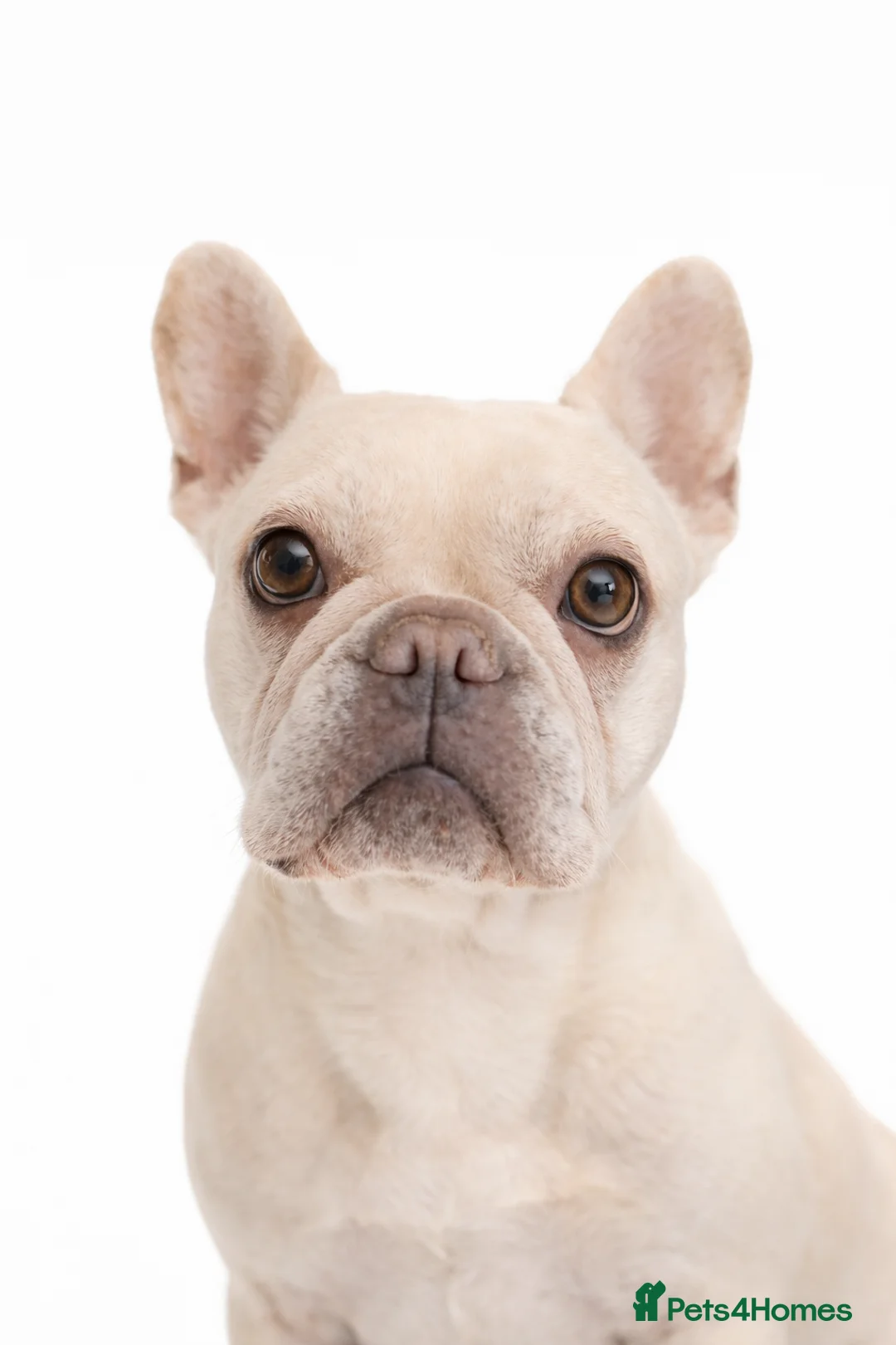 French Bulldog dogs for sale: 💥👀 NEW SHADE ISABELLA, MERLE TRI LILAC   - Advert 3