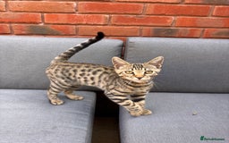 Bengal cats for sale: Bengal Kitten Male - Image 2