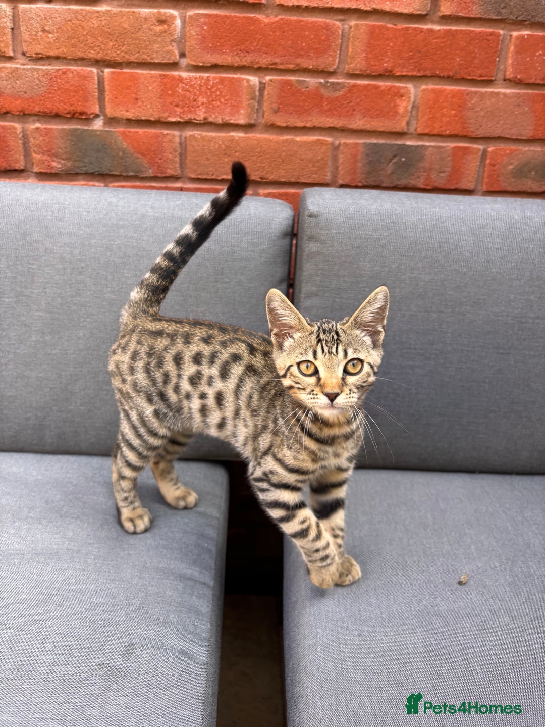 Bengal cats for sale: Bengal Kitten Male - Image 2