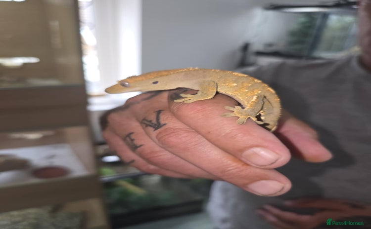 Gecko reptiles - Advert 1
