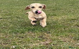 Miniature Dachshund dogs for sale: 1 year old cream Kaninchen dachshund - Image 1