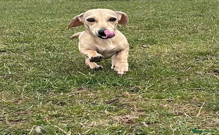 Miniature Dachshund dogs - Advert 1