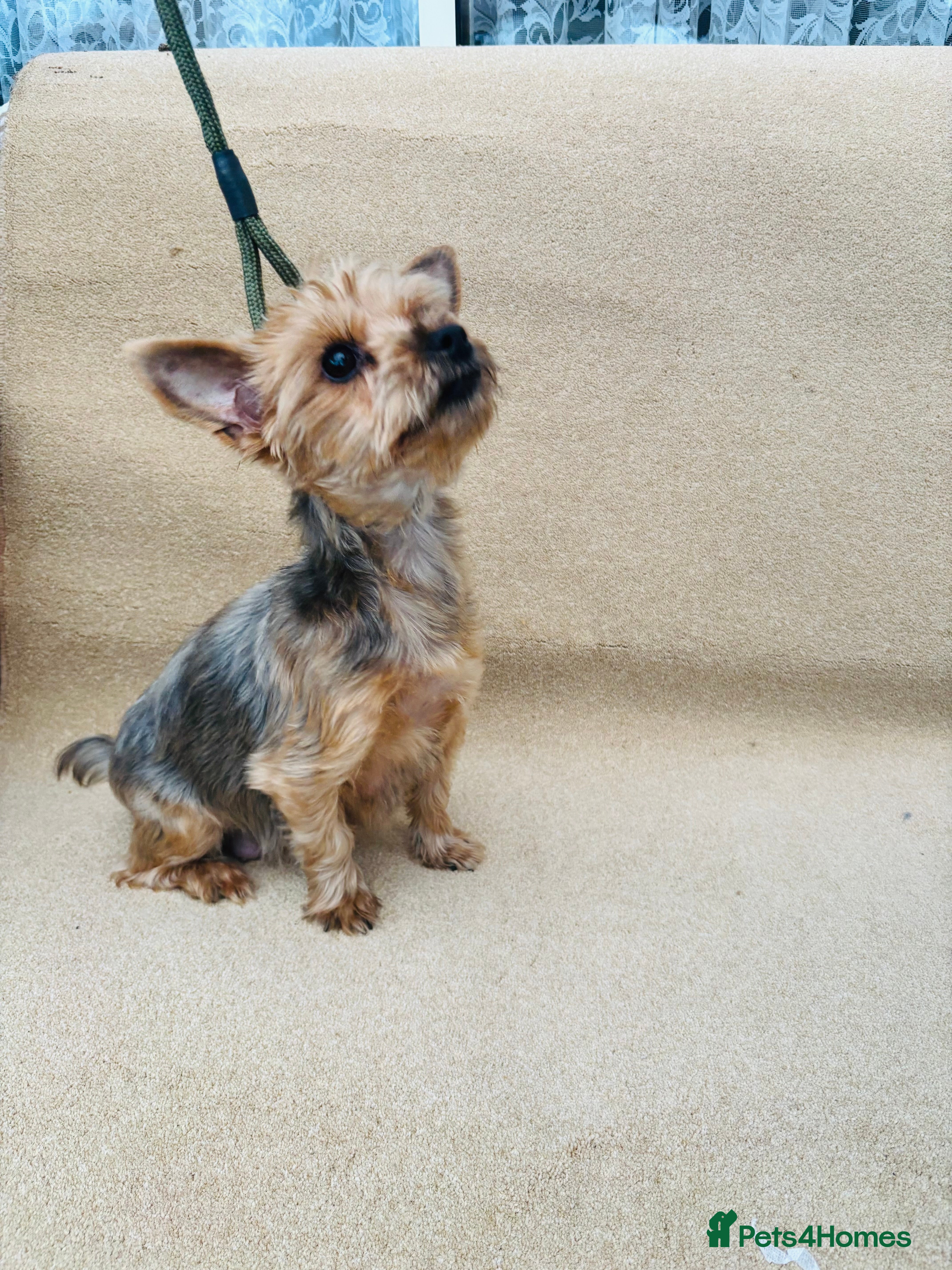 Yorkshire Terrier dogs Beautiful litter of Yorkshire terrier puppies - Advert 1