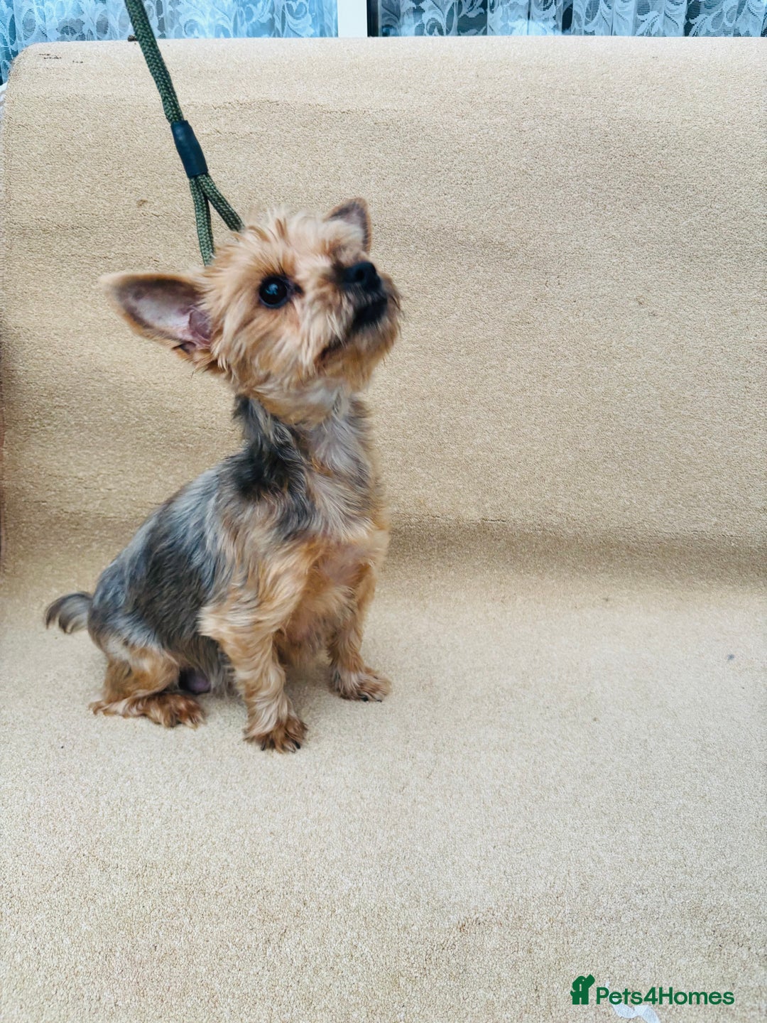 Yorkshire Terrier dogs for sale: Beautiful litter of Yorkshire terrier puppies - Advert 1