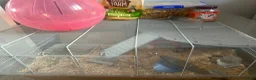 Hamster rodents for sale: Syrian Hamster and Full Setup in Milton Keynes - Advert 5
