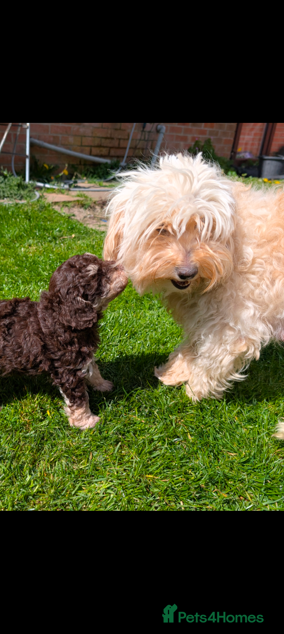 Labradoodle dogs 🐾Stunning adorable F1BB Mini Labradoodle Pups🐾  - Advert 2